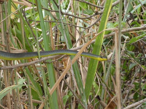 Common Tree Snake sighting