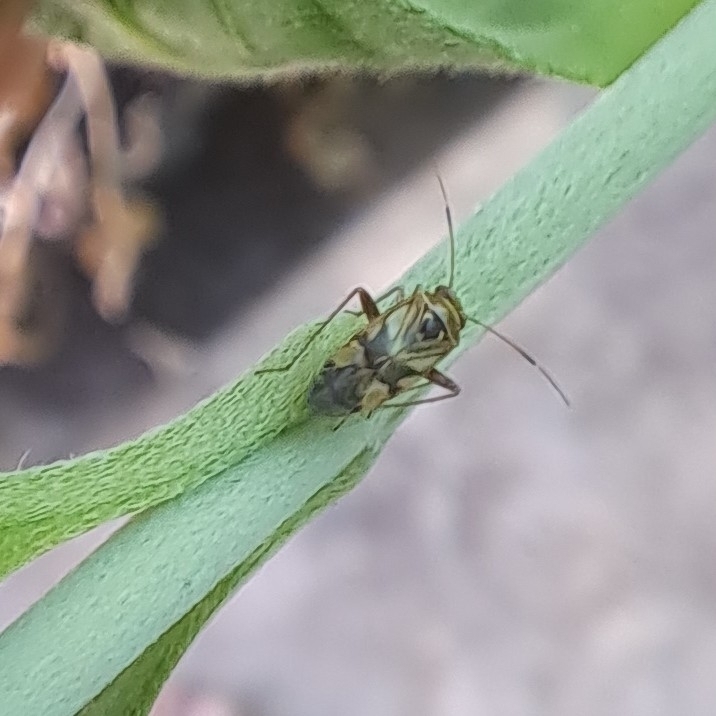 Dagbertus peruanus