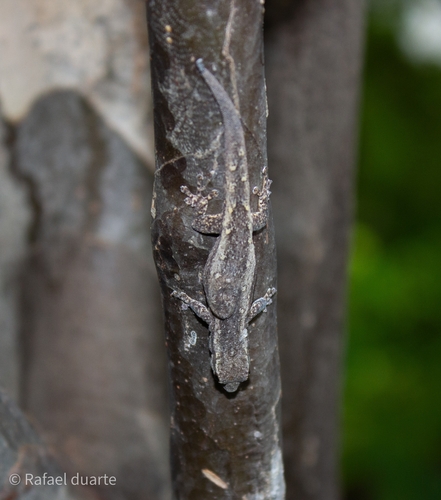 Kluge's Dwarf Gecko
