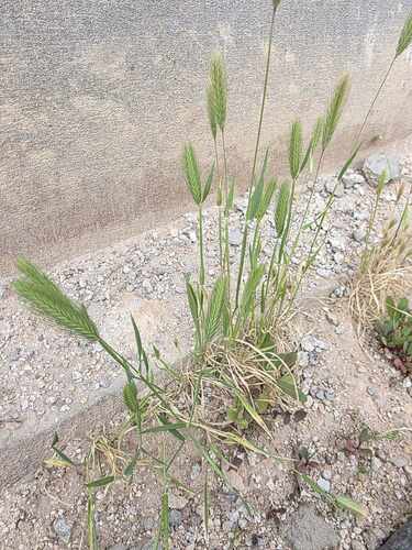 wall barley