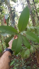 Ardisia brevipedata