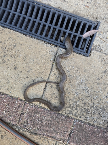 Eastern Brown Snake sighting