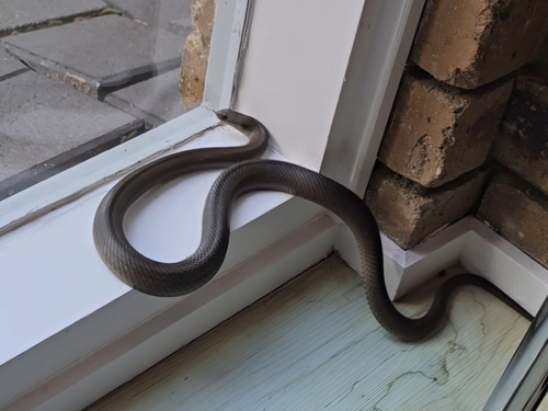 Eastern Brown Snake sighting