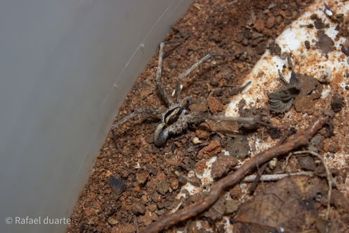 Xenoctenus vittatus