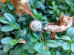 Gastropoda