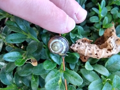 Gastropoda