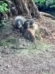 Sciurus carolinensis