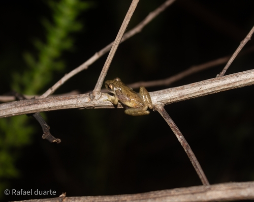 Venezuela Snouted Tree Frog
