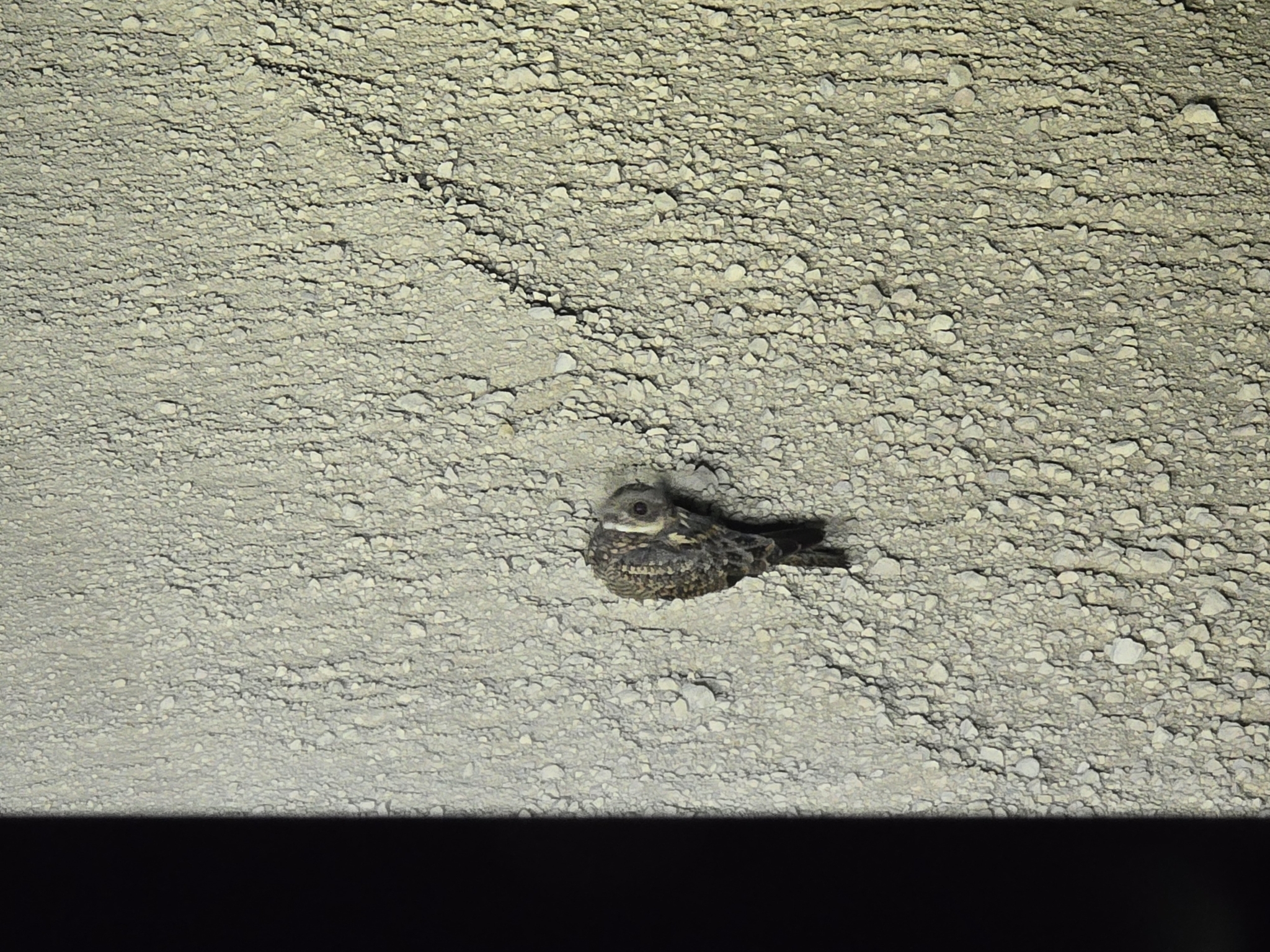 Spotted Nightjar (Eurostopodus argus), photo 1