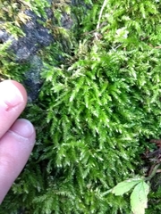 Brachythecium rutabulum