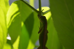 Anolis gemmosus