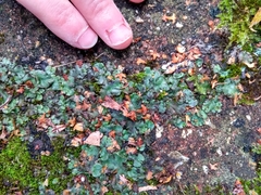 Marchantia polymorpha