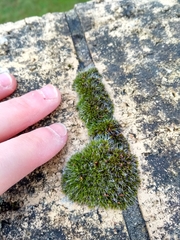 Grimmia pulvinata