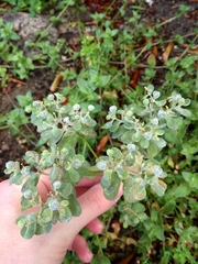 Tracheophyta