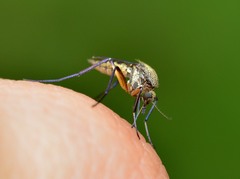 Psorophora cyanescens