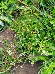 Capsella bursa-pastoris