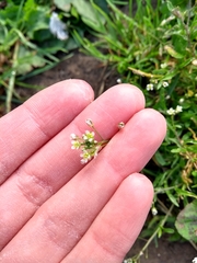 Capsella bursa-pastoris