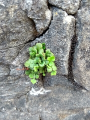 Asplenium ruta-muraria