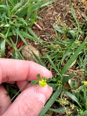 Angiospermae