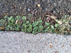 Marchantia polymorpha