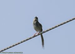Prinia crinigera