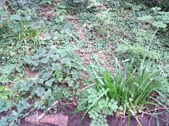 Carex pendula