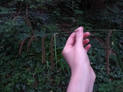 Carex pendula