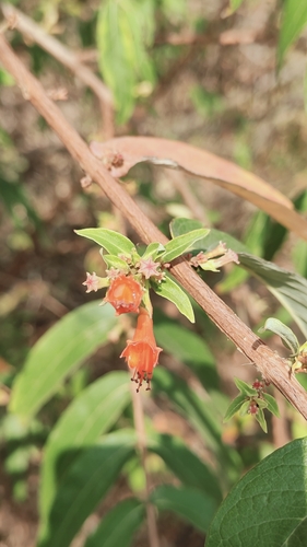 Image of Woodfordia fruticosa by (c) Rohit Naniwadekar, some rights reserved (CC BY)