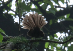 Rhipidura albicollis