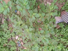 Acanthospermum hispidum