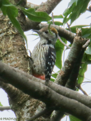 Dendrocoptes auriceps