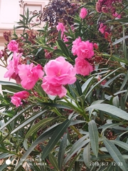 Nerium oleander