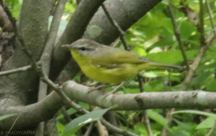 Phylloscopus xanthoschistos