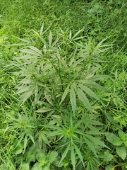 Cannabis sativa