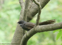 Rhipidura albicollis