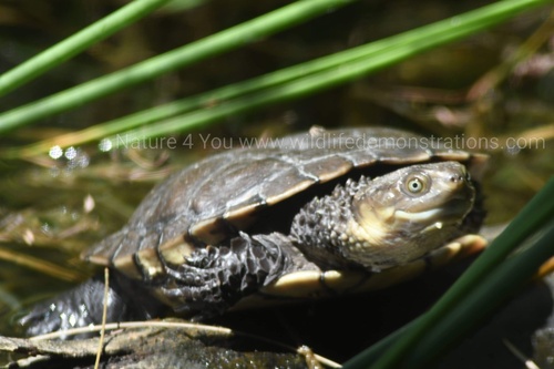 Western Swamp Turtle