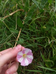 Convolvulus arvensis