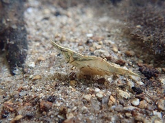 Caridina