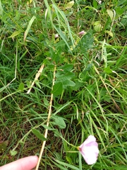 Convolvulus arvensis