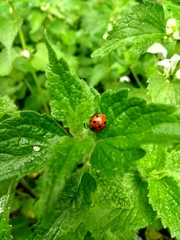 Coccinella septempunctata