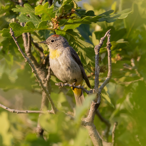 Virginia's Warbler