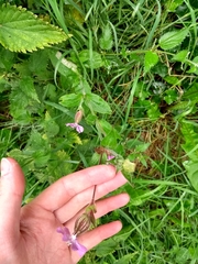 Silene dioica