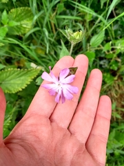 Silene dioica