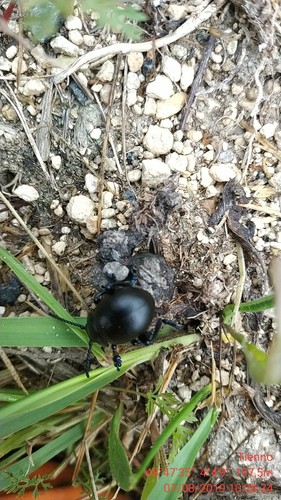 Timarcha tenebricosa