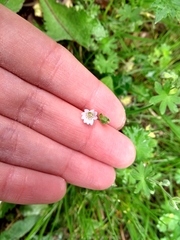 Angiospermae