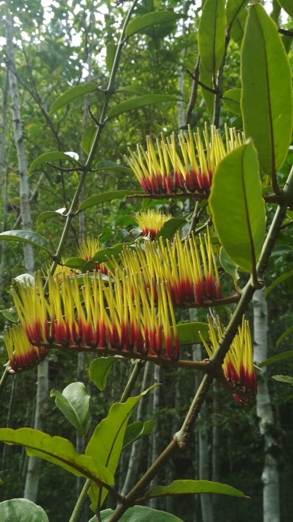 Decaisnina hollrungii
