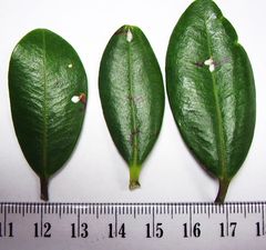 Anoplaspis metrosideri