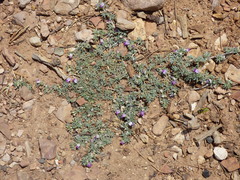 Astragalus kentrophyta