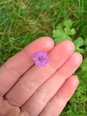 Angiospermae