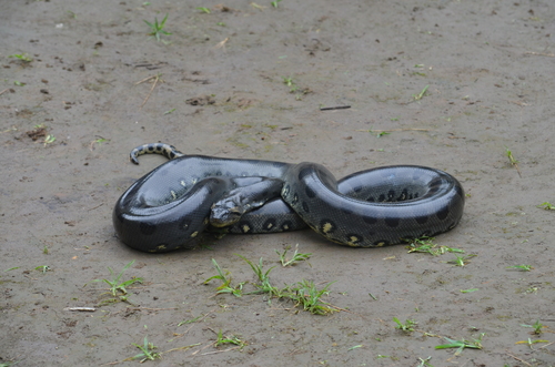 Photo of a Green Anaconda (Eunectes murinus)